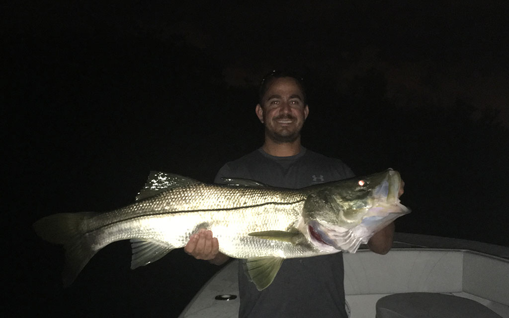 Big Snook are in Tampa Bay!